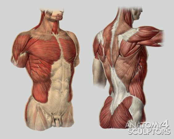 https://www.pinterest.ie/characterdesigh/character-anatomy-torso/