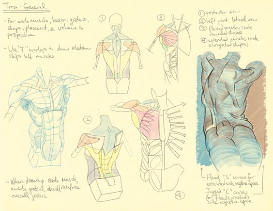 Torso Anatomy Art / How To Art Male Torso Anatomy Reference By ...