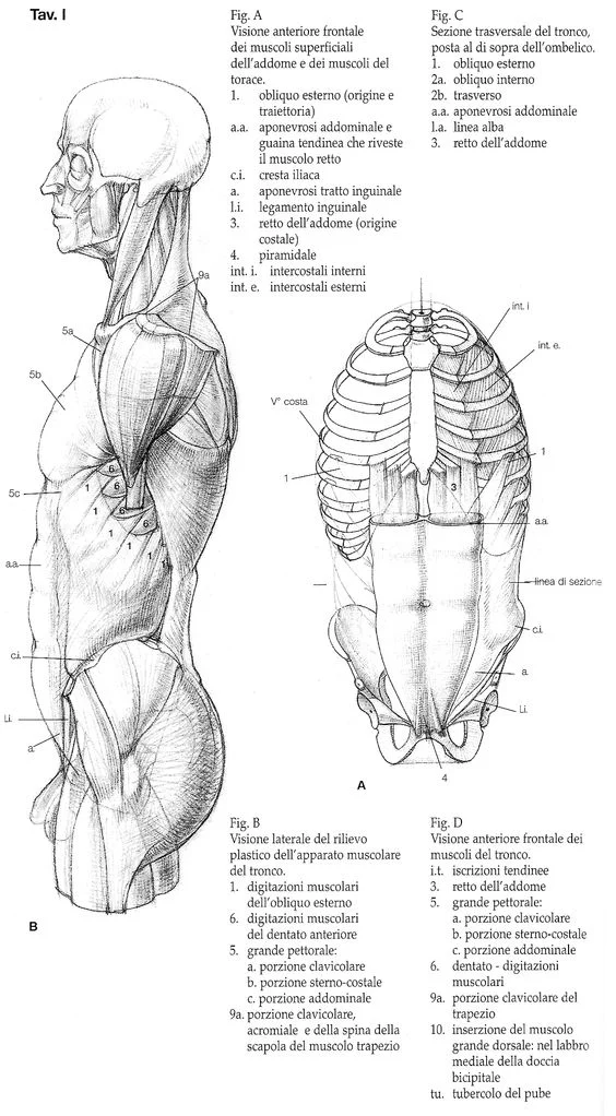 Character Anatomy | Torso