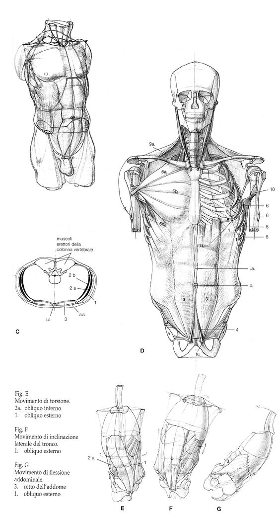 Character Anatomy | Torso