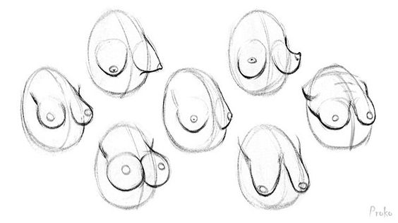Character Anatomy | Breast Character Anatomy | Breast