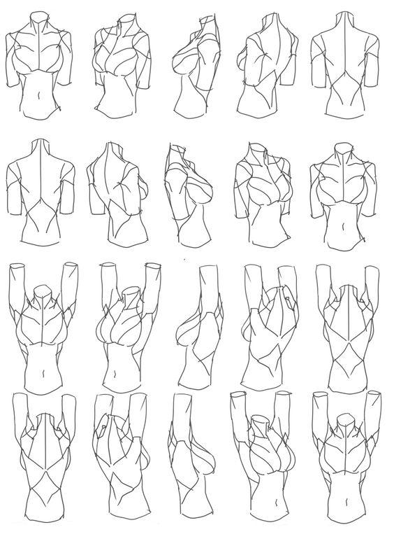 16 Breast reference ideas  anatomy drawing, figure drawing