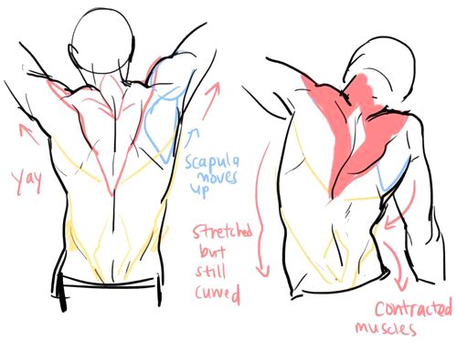 https://www.pinterest.ie/characterdesigh/character-anatomy-back/