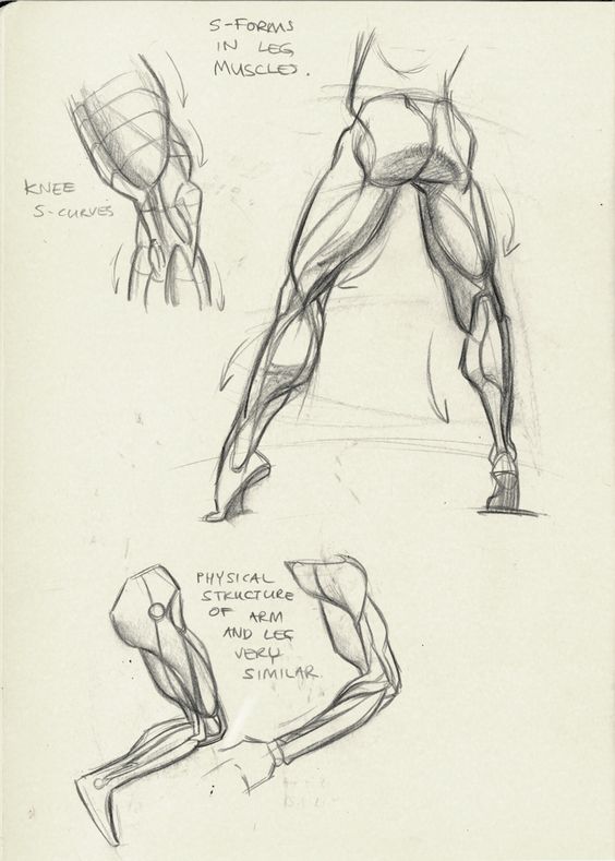 Character Anatomy | Legs