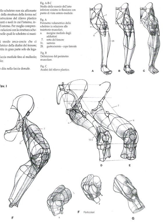 https://www.pinterest.ie/characterdesigh/character-anatomy-legs/