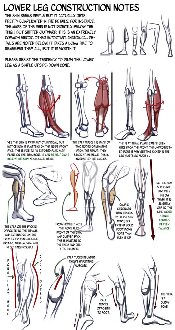 Premium Vector  Anatomy sketch of the human leg vector illustration on  white background