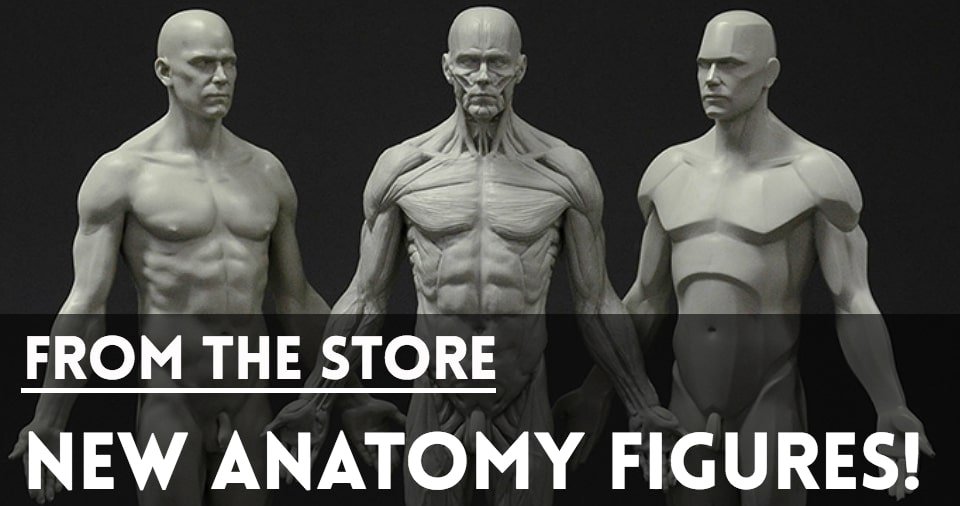 Website-Covers-StoreFront-AnatomyFigures-min.jpg