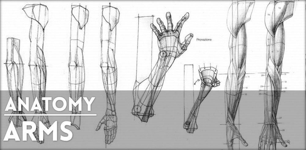 Arm, muscles, text; How to Draw Manga/Anime | Drawing tips, Drawing people,  Anatomy reference