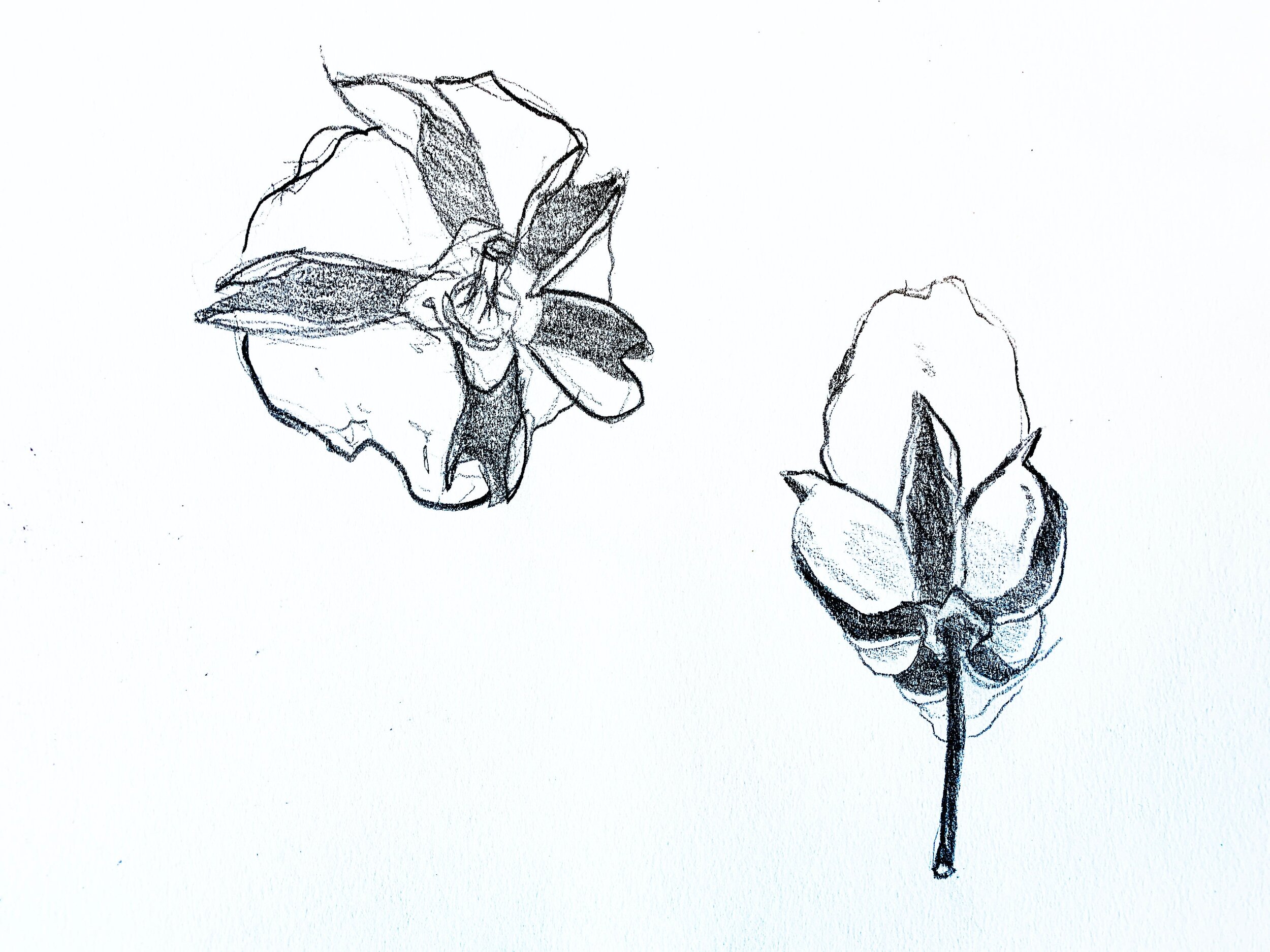 Sketches of cotton bolls drawn from samples held in the RISD Nature Lab.