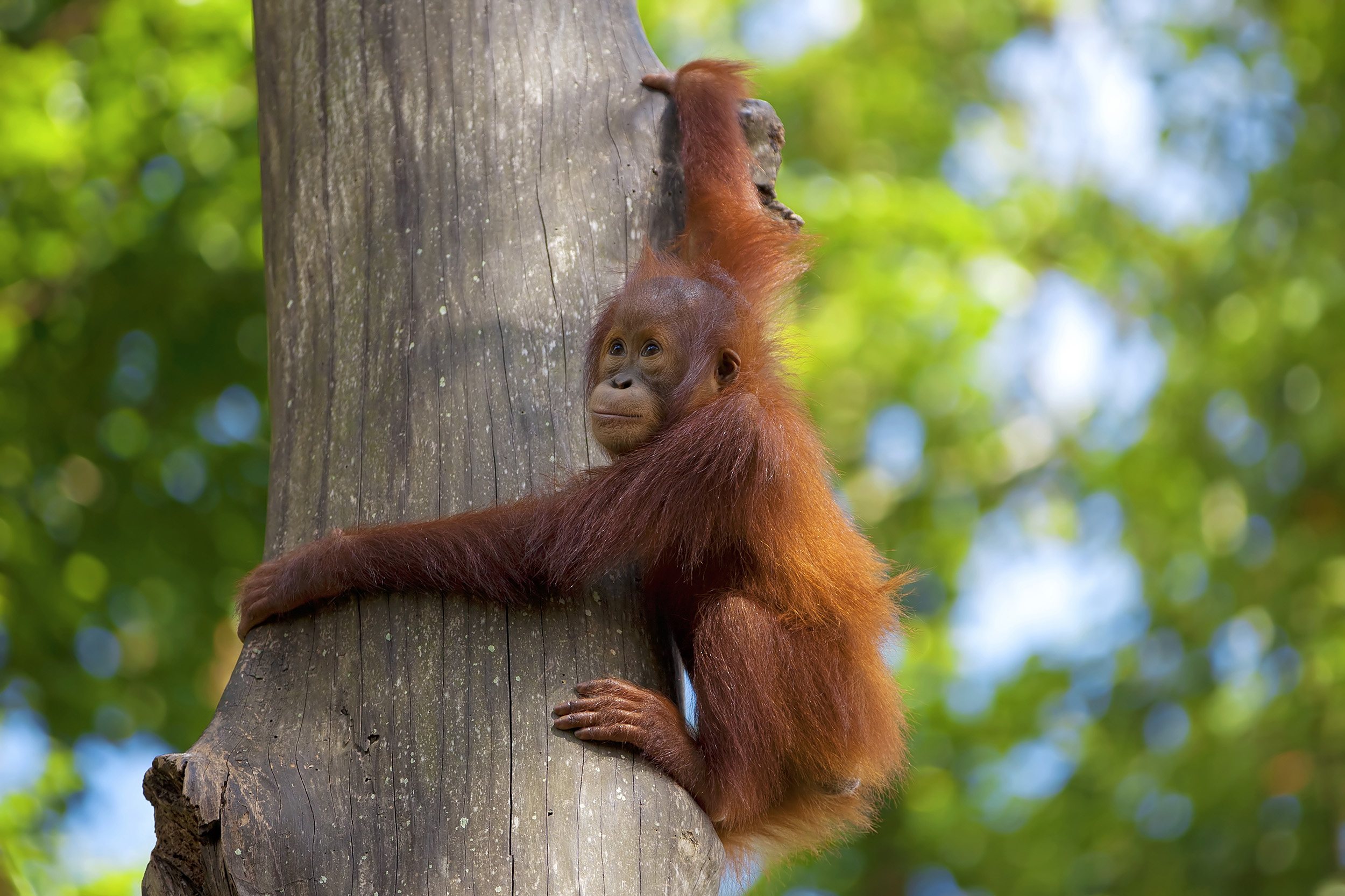 Orang Orange CAD