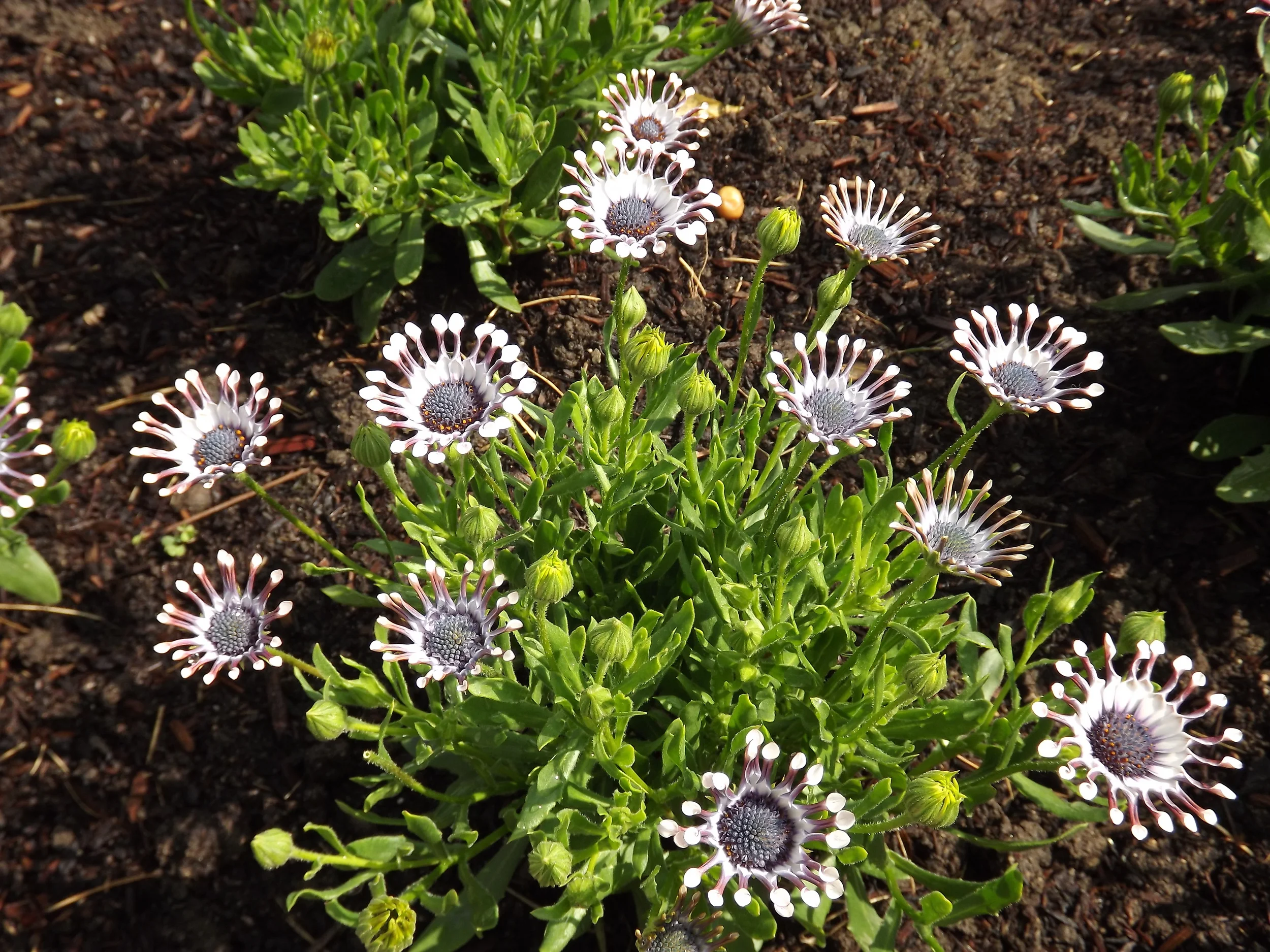 huntington library 2-2013 002.JPG