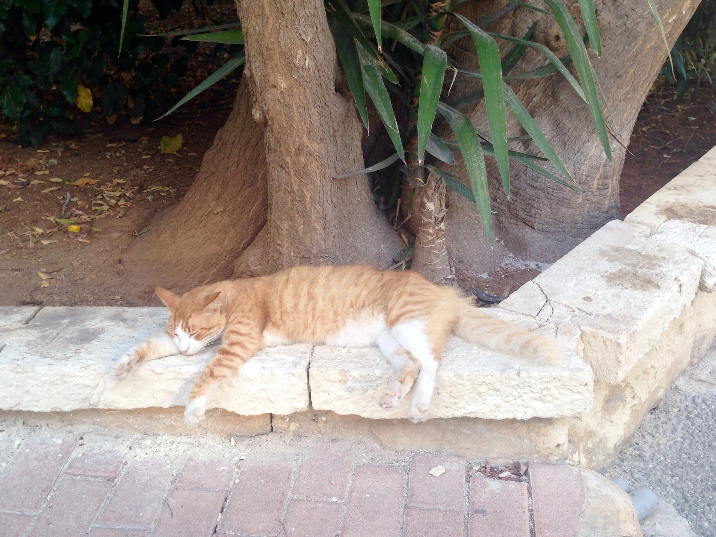 Even the hardened wild cats tire of the heat!