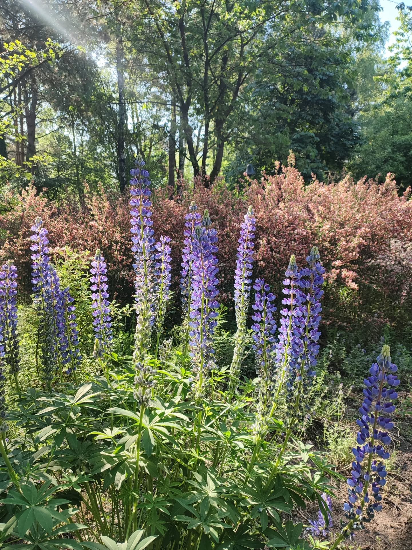☀️🍀💜🌸🌹🌻🌱😍
.
.

#exploremore #greenery #water #inspiration #tree #magic #bomen #heartwarming #greenery #inspiration #tlpicks #natuurenbos #vlaanderenvakantieland #trees #positivity #naturelover #nature #natuurpunt #offgrid #dekempen #cabinlifes