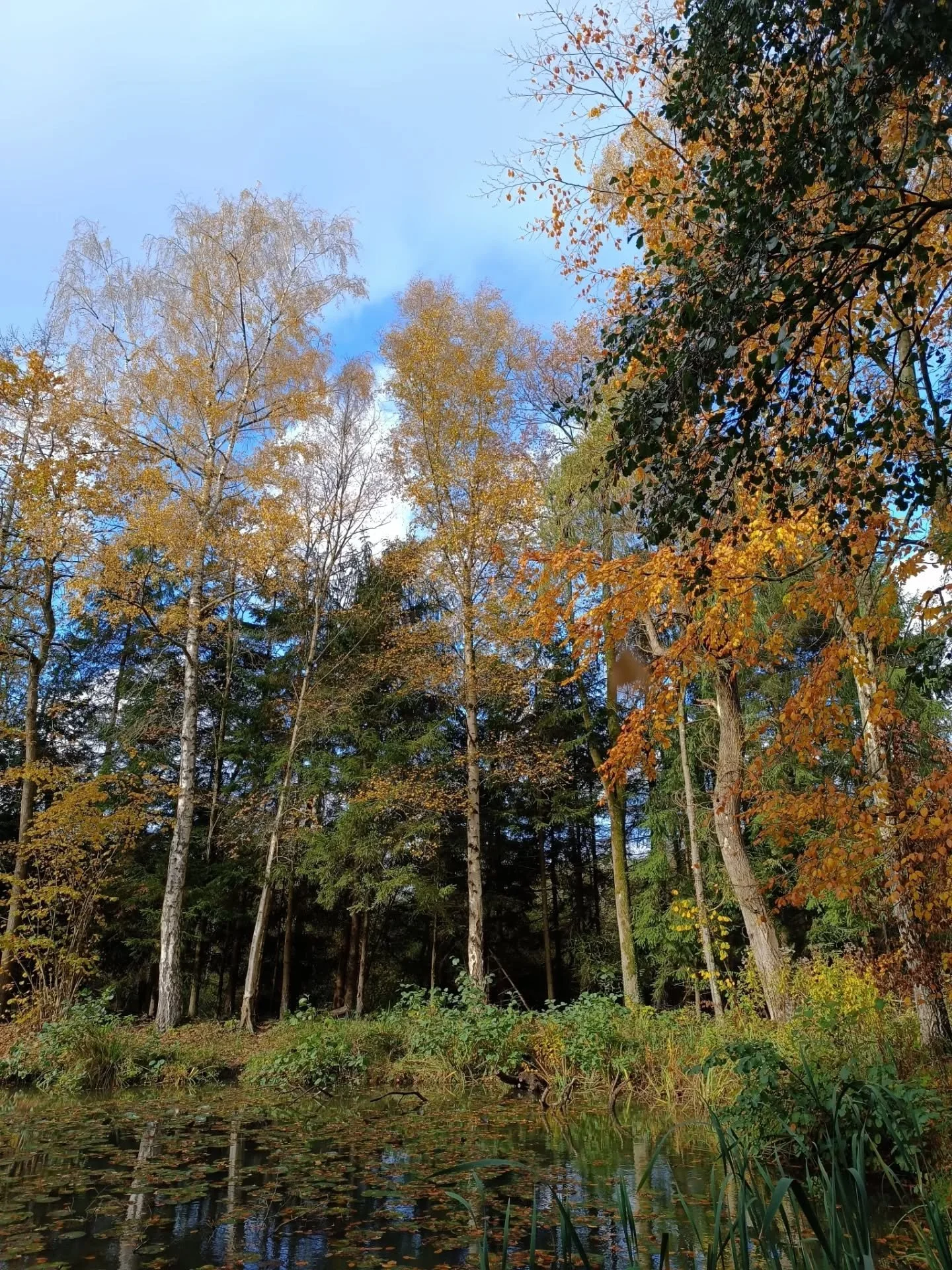 🍁✨🏵️🌳🍃⛅☀️🪵🍂🍃🍁🌲
.
.

#exploremore #greenery #water #inspiration #tree #magic #bomen #heartwarming #greenery #inspiration #tlpicks #natuurenbos #vlaanderenvakantieland #trees #positivity #naturelover #nature #natuurpunt #offgrid #dekempen #cab