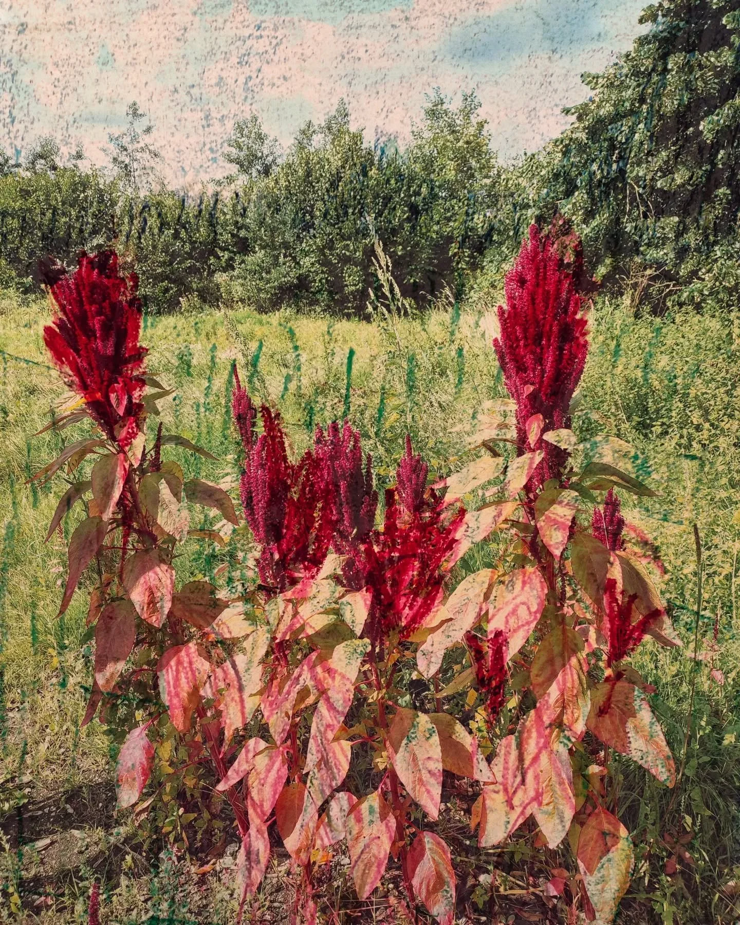 I discovered these magical dark red, almost burgundy flowers in the fields and they inspired me to create this mixied media work. 🌺🌹🍀☺️

It's available, printed on Hahnemule art paper. 40x30cm.
DM for more info.

#mixedmediaart #contemporaryart #a