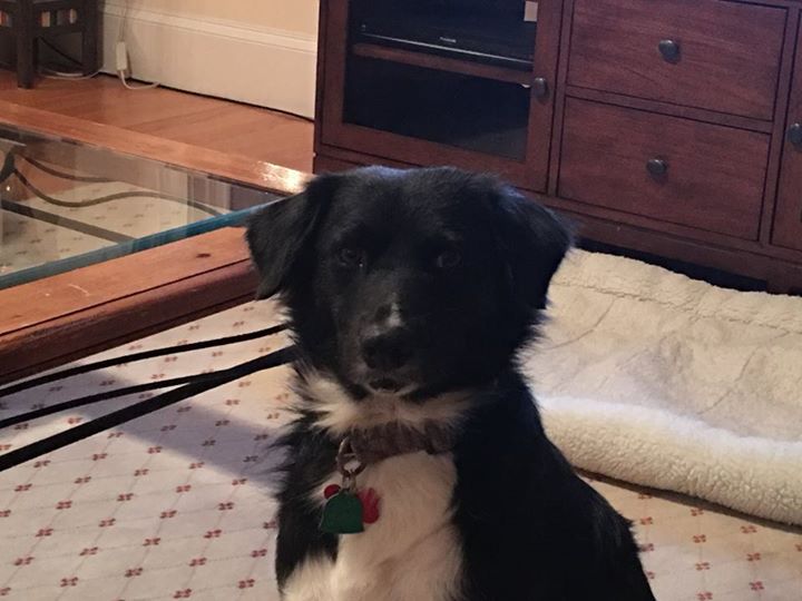 We adopted our little boy Tommy last month from Freedom Street Rescue. We are so happy to have him in our family! Tommy now lives in Massachusetts and is a Patriots Fan! We had such a good experience working with Rhonda and Karoline throughout the adoption process! Thank you!