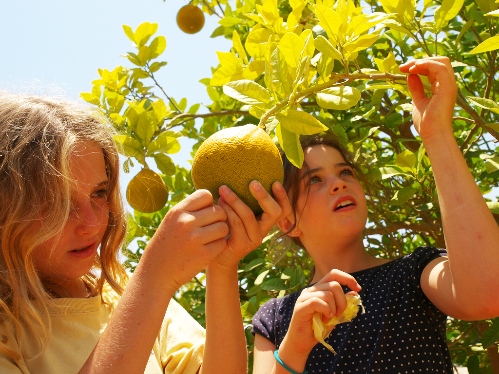 girls-picking-fruit.png