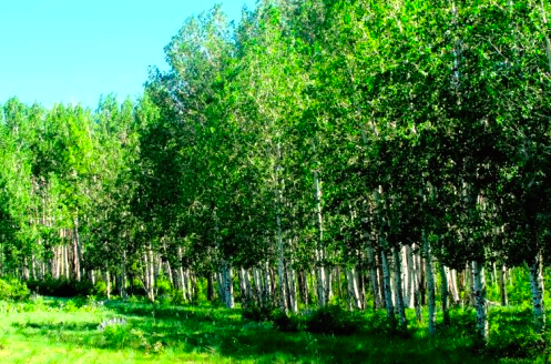 Property with mountain landscape and water rights