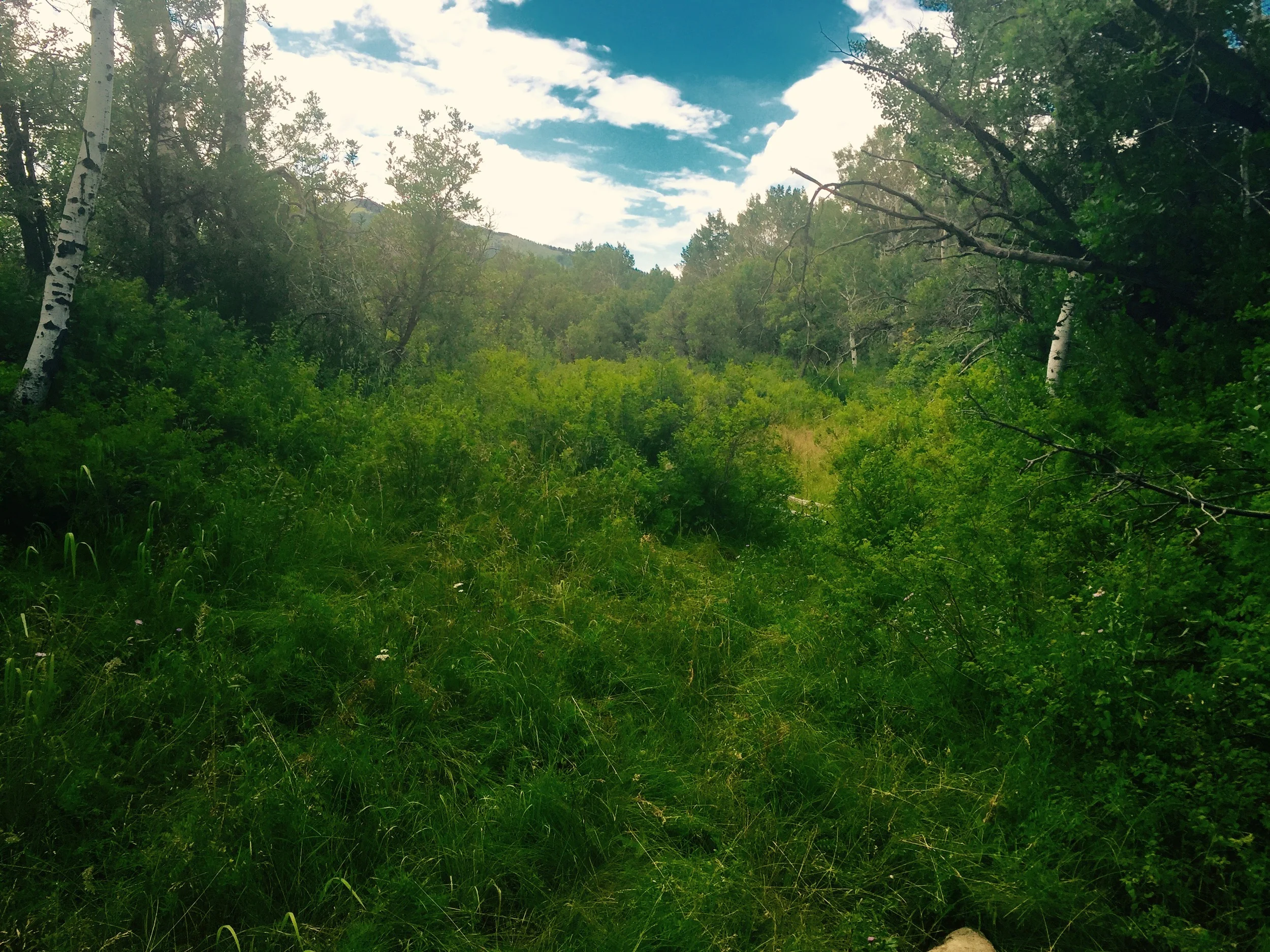 Colorado Mountain Properties Features, Sword of Truth Ranch