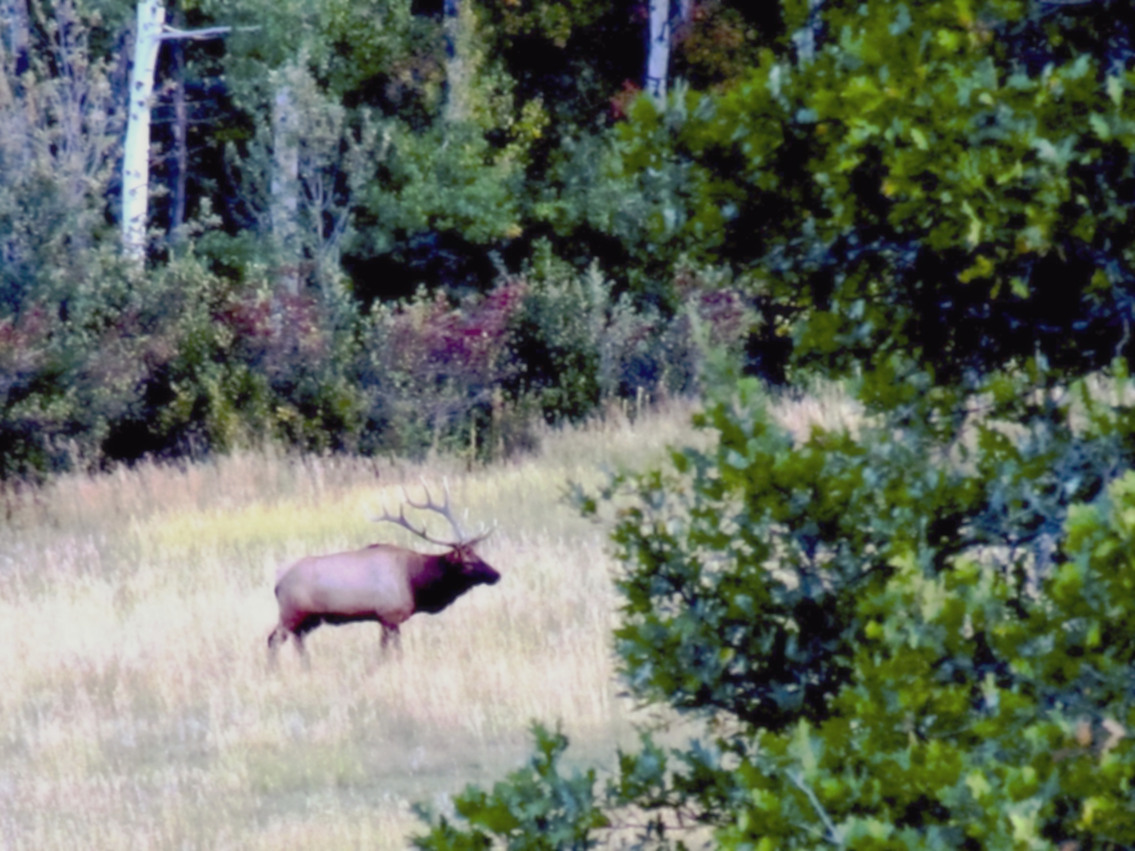 Elk hunting property