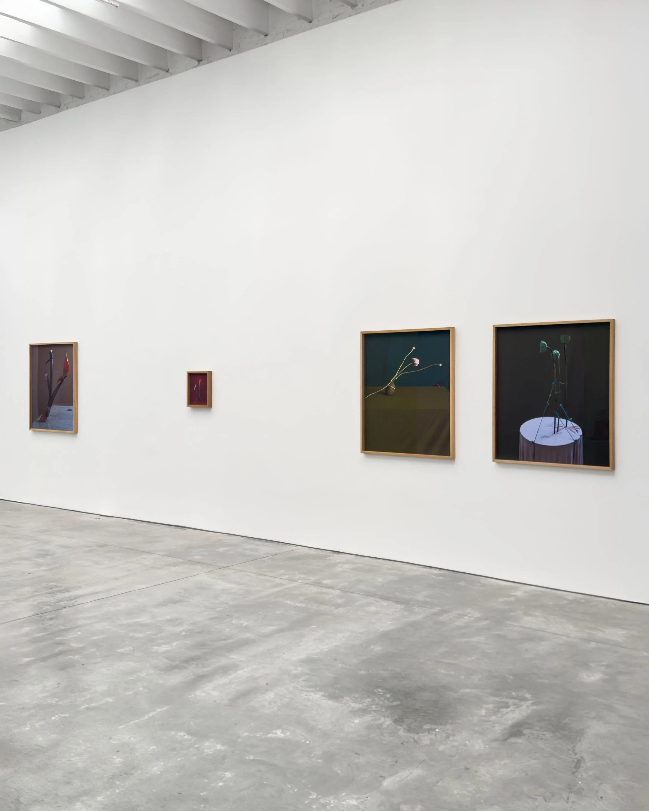 dominik tarabanski - roses for mother ross + kramer 4571.jpg