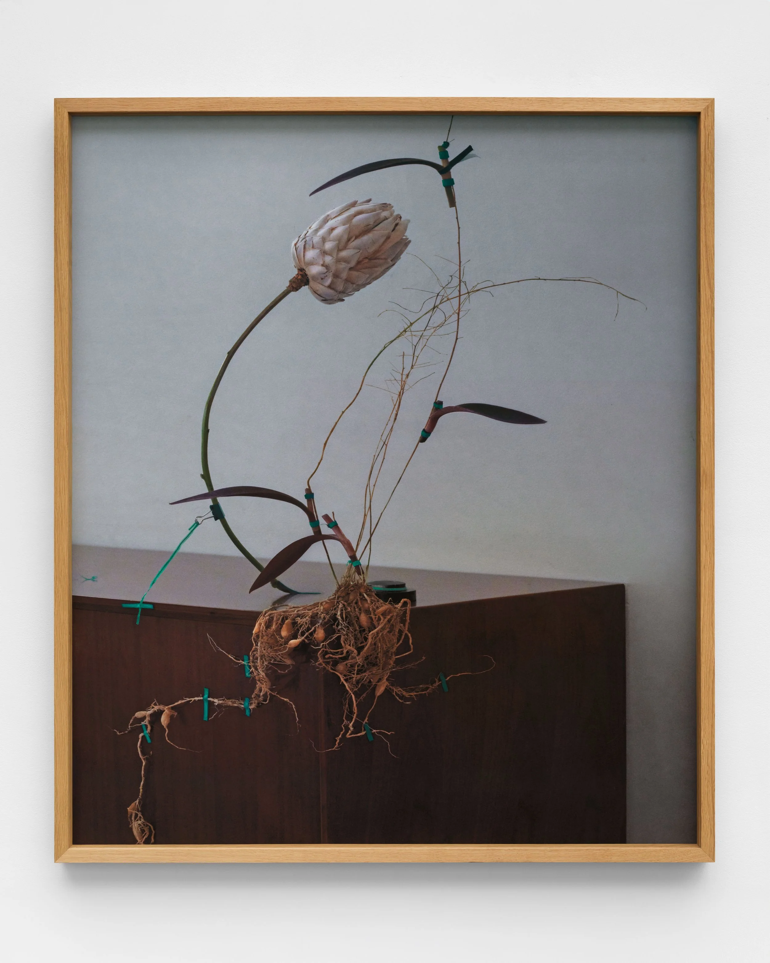 dominik tarabanski - roses for mother ross + kramer by grace dodds 9014.jpg