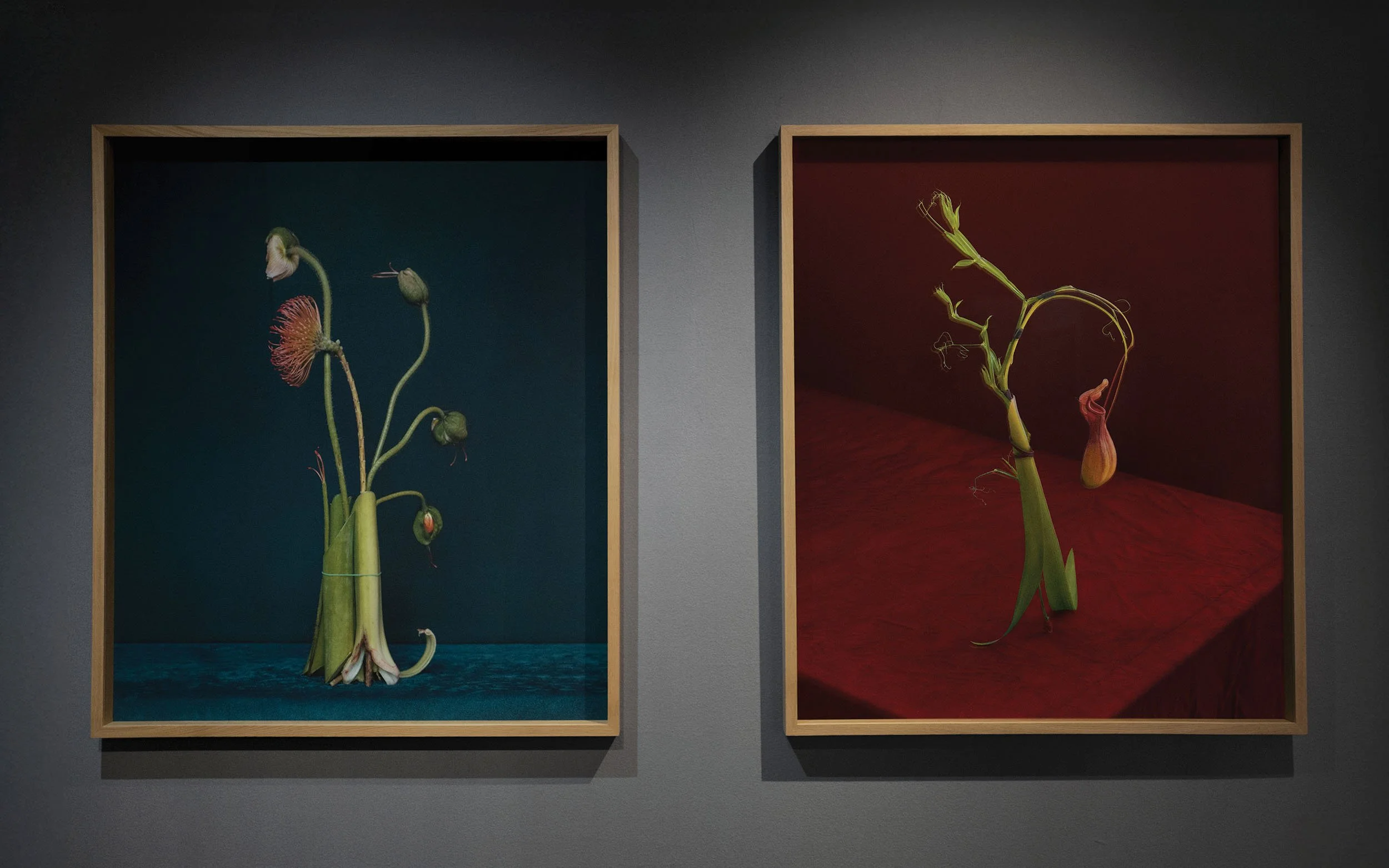 dominik tarabanski - roses for mother - installation view - 6x7 gallery warsaw 5.jpg