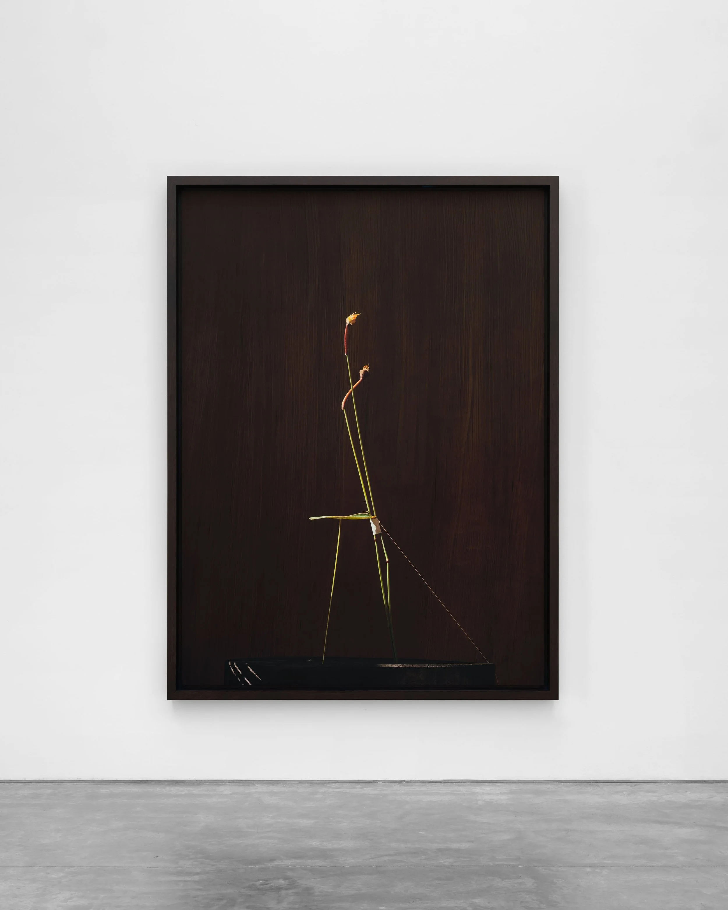 dominik tarabanski - roses for mother ross + kramer by grace dodds 9011.jpg