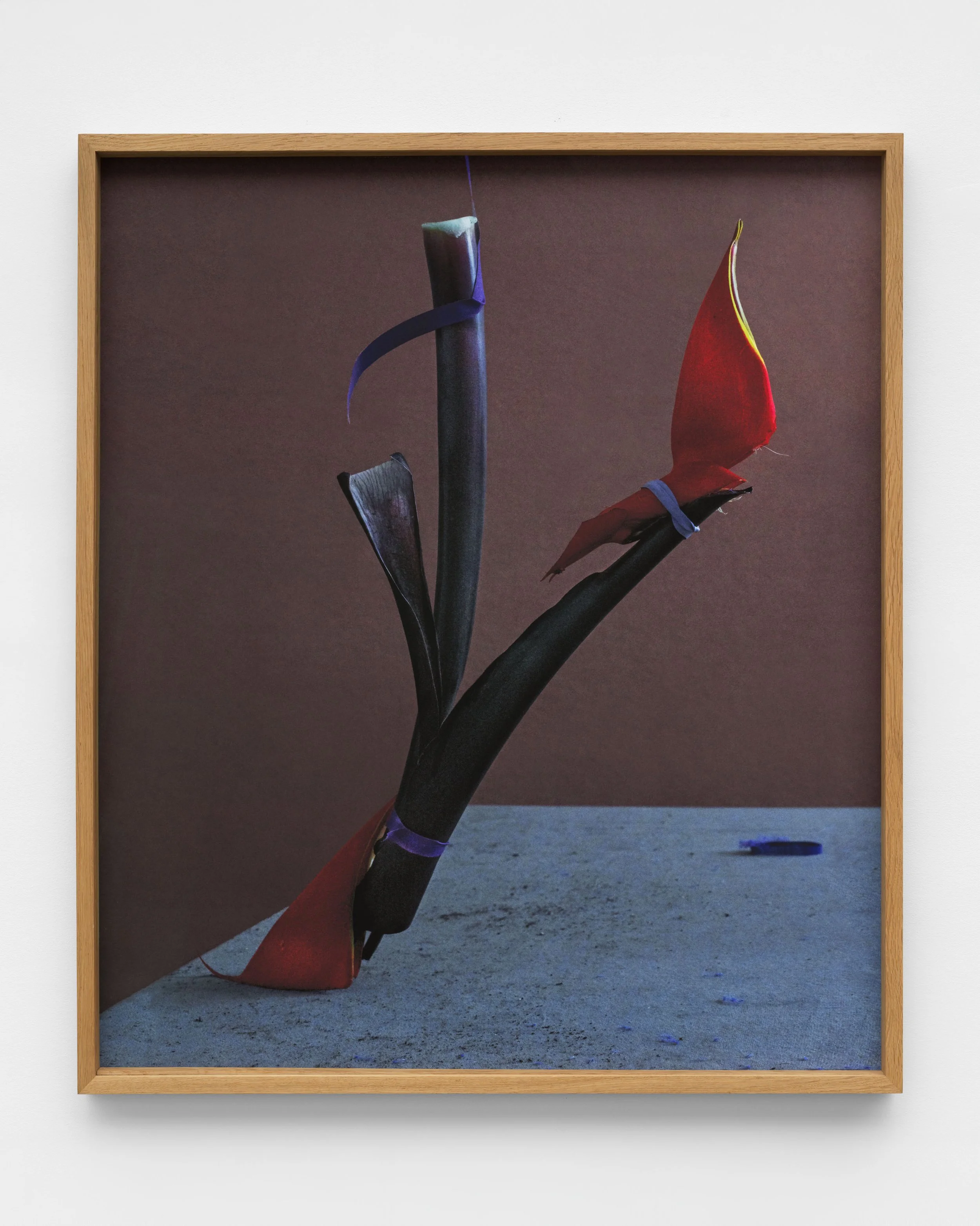 dominik tarabanski - roses for mother ross + kramer by grace dodds 9022.jpg