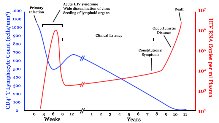 HIV Time Course. Image Source: Wikimedia Commons