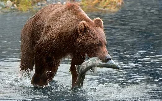 No fish were harmed during the writing of this blog ( Image )