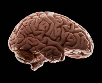 If you can't tell, this is a picture of your clinical brain. ( Image )