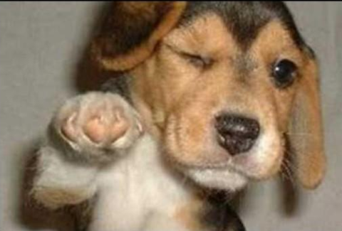 Fist bump puppy thinks you got it too. (Image)