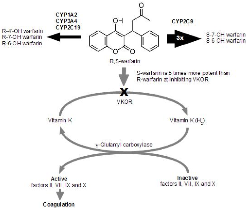 warfarin-the-definitive-guide-tl-dr-pharmacy for Free Printable Coumadin Flow Sheet Warfarin: The Definitive Guide β tl;dr pharmacy for Free Printable Coumadin Flow Sheet