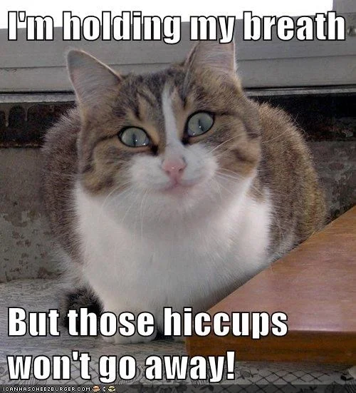 Vitamin K : your patient :: hiccups : this cat (Image)