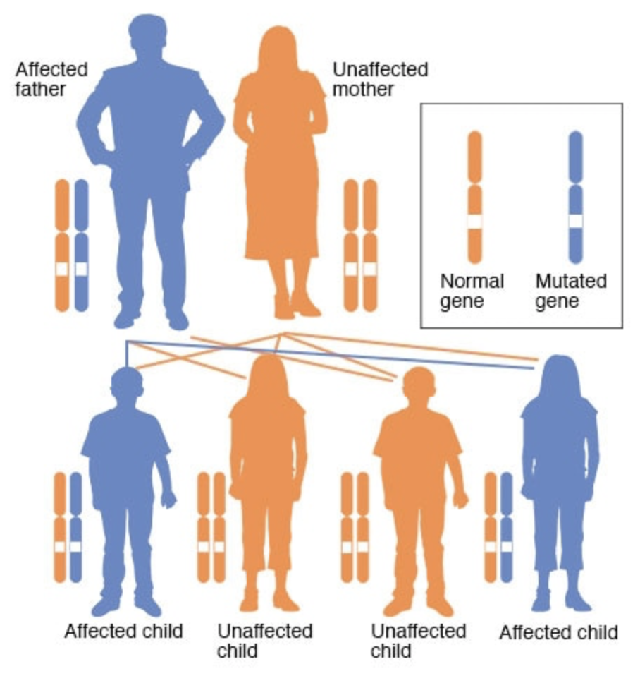 #TBT autosomal dominant inheritance pattern from freshman bio. Because #Mendel. (Image)