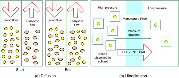 Important: note how diffusion is a two-directional/passive process whereas ultrafiltration is a one-directional/active process. (Image)