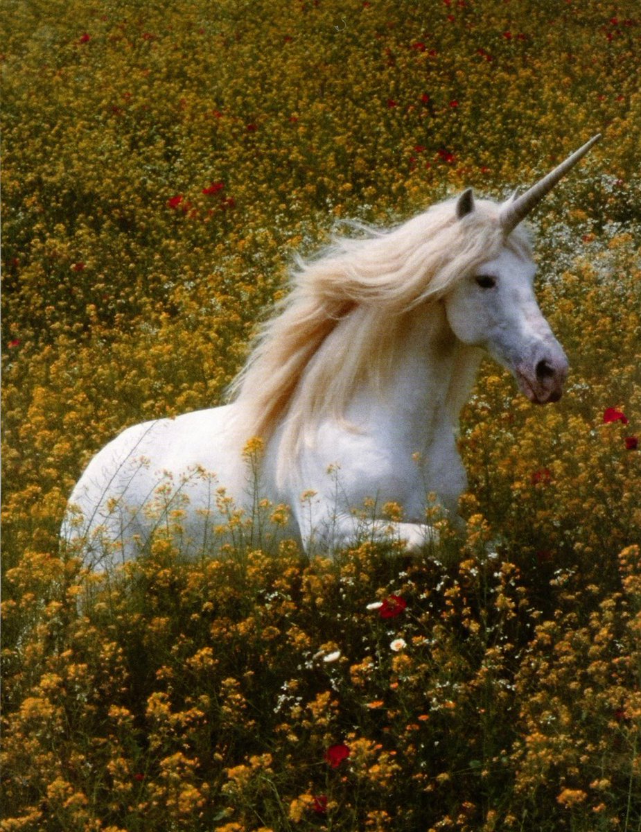Keep searching for that unicorn named…Stability. (Image)