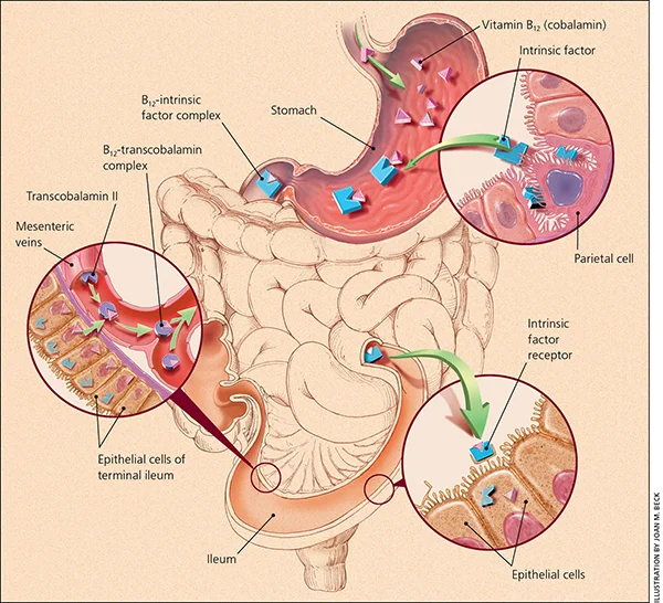 Log this picture away! It’s the process of vitamin B12’s absorption, which is made possible by its wingman, intrinsic factor, and its Uber driver, transcobalamin. (Image)