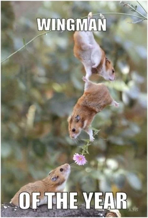If B12 and intrinsic factor were the most adorable mice in the world. Of course, I guess that makes the bottom mouse the receiving ileum? (Image)