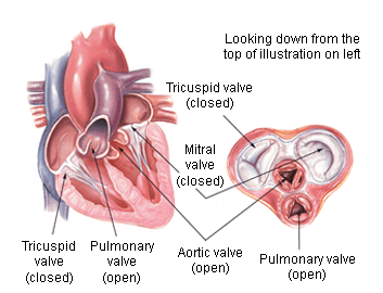 A quick review of heart valves and locations. Note that in this post, we’re talking about the mitral (or bicuspid) and aortic valves, both on the left side of the heart. (Image)