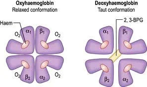 Basically, I think of it like this: when oxygen’s bound to hemoglobin, all the subunits get all relaxed and friendly, and the gaps between the subunits narrow. When there’s no oxygen, the subunits are farther apart because there’s the added need for stabilizing bonds. ( Image )