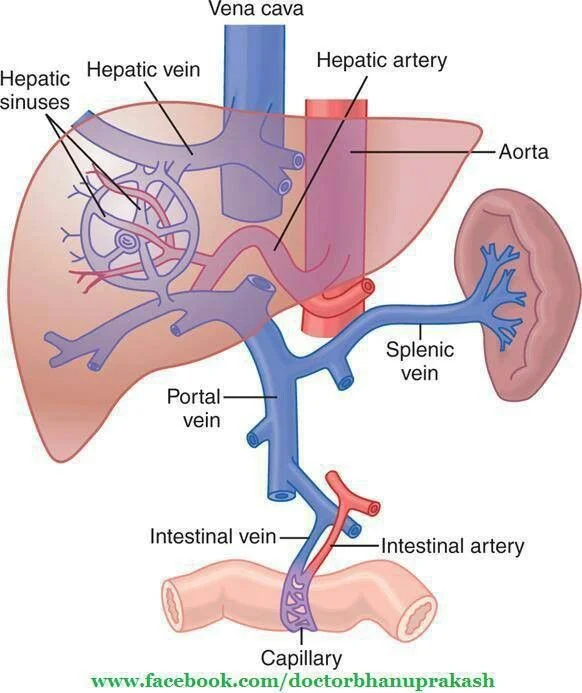 Hepatic blood flow. Note how there are 2 sources of blood going TO the liver: the hepatic artery bringing oxygenated blood to the hepatocytes and the portal vein bringing nutrient (or drug)-rich blood from the GI tract. ( Image )