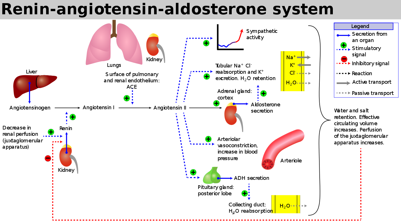 Just like the hateful coagulation cascade , you thought you could learn and forget the RAAS after the exam… Nope! ( Image )