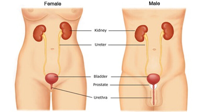 How to Approach and Treat Urinary Tract Infections — tl;dr ...