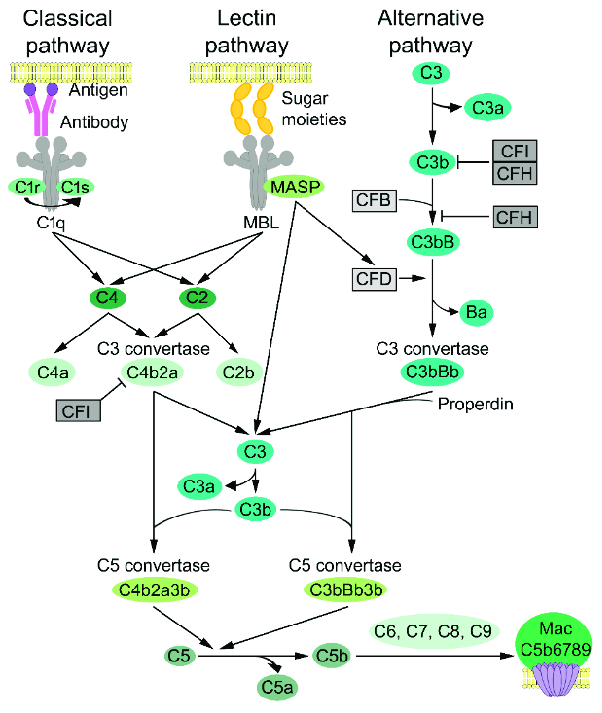 The complement cascade. It’s ok, it’s natural to feel panic when you see this gem. What I mostly want you to notice here is that conversion from C5 into C5a and C5b is the FINAL step in the cascade before formation of the MAC - membrane attack complex. So eculizumab’s action is to stop this final cascade step. (Image)