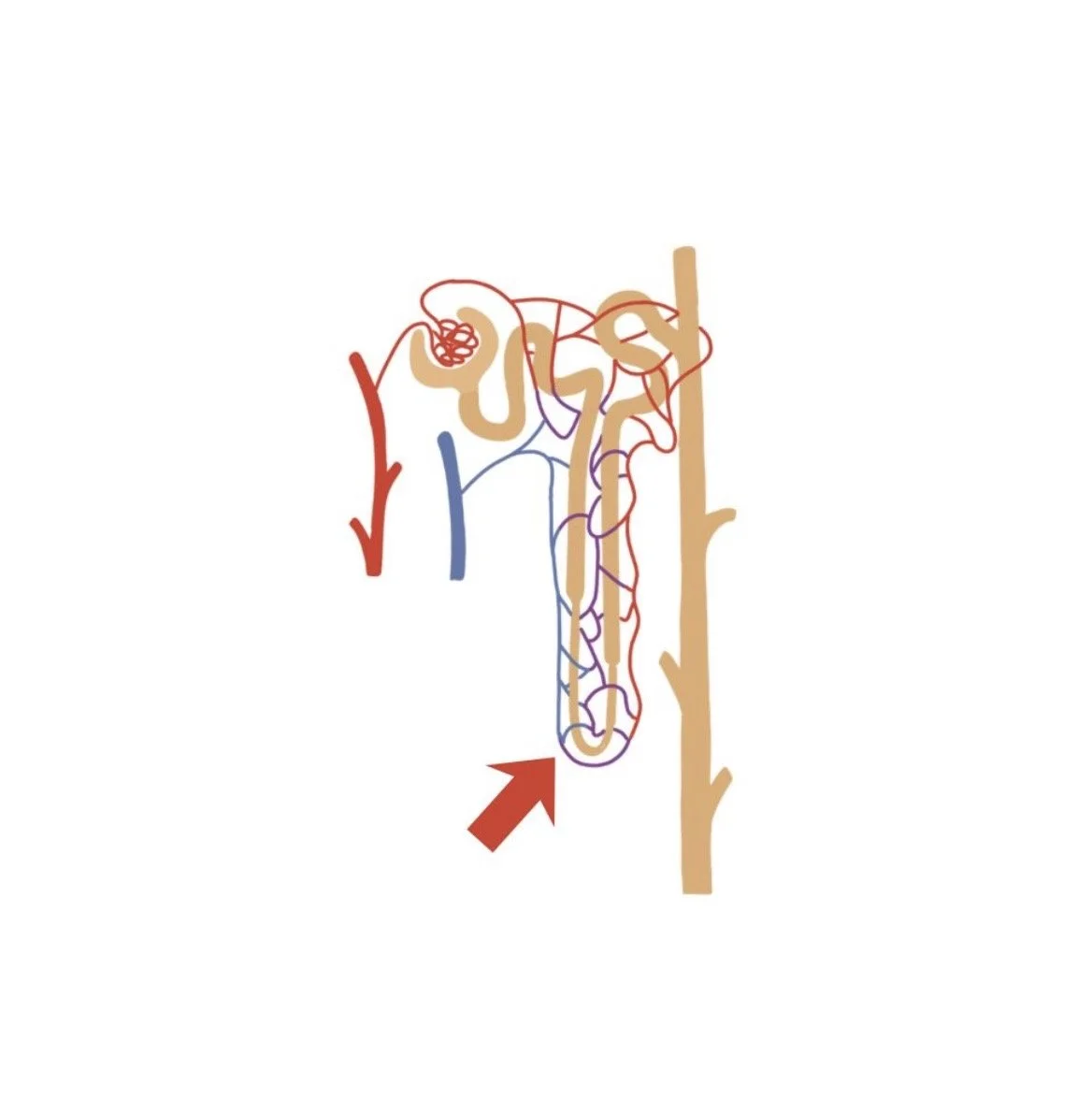 New Drug Formulations: Loop Diuretics