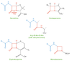 The Ins & Outs of ESBLs — tl;dr pharmacy