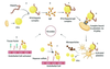 Hit Drop What Every Pharmacist Should Know about Heparin-Induced ...