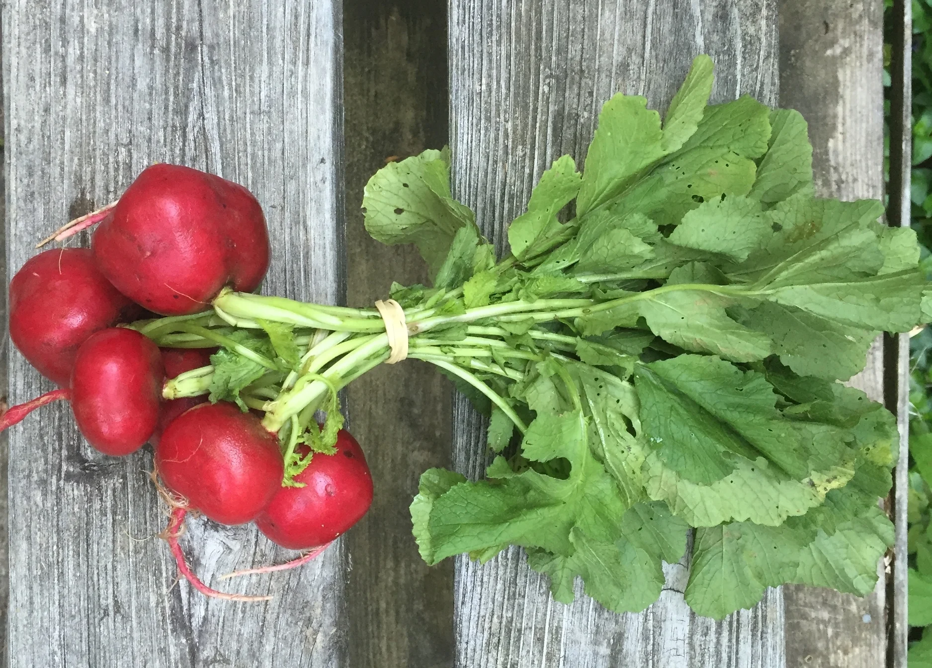 Rudolf Radishes